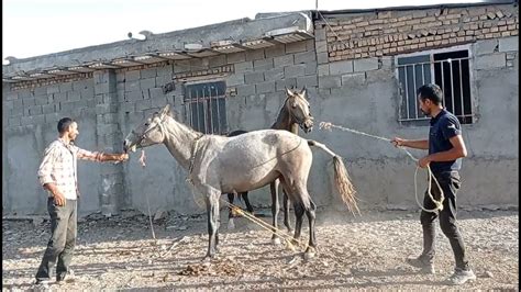 جفتگیری حیوانات|Group of healthy horses